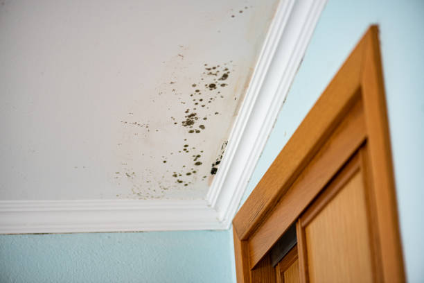 Best Fast Mold Removal  in Hockinson, WA