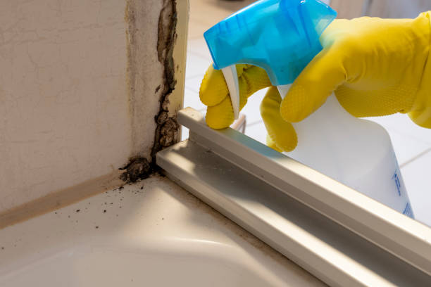 Office Mold Removal Services in Hockinson, WA
