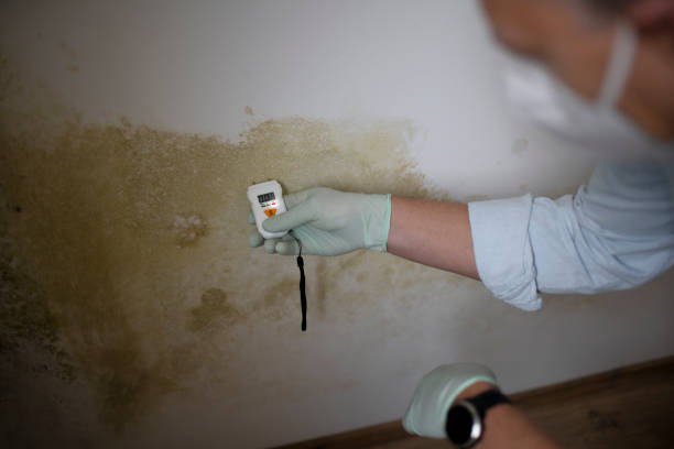 Best Toxic Mold Removal  in Hockinson, WA