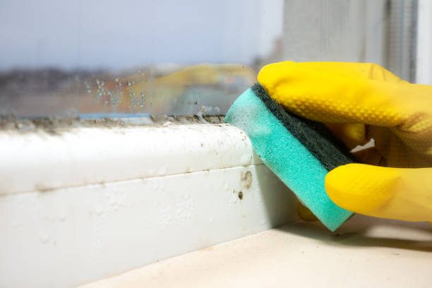Best Emergency Mold Removal  in Hockinson, WA