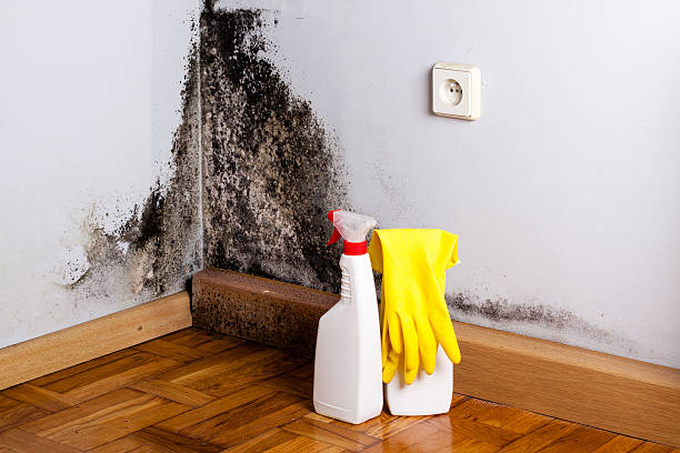 Best Crawl Space Mold Removal  in Hockinson, WA