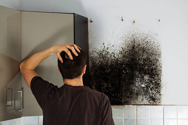 Best Attic Mold Removal  in Hockinson, WA