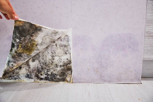 Best Mold Removal Near Me  in Hockinson, WA